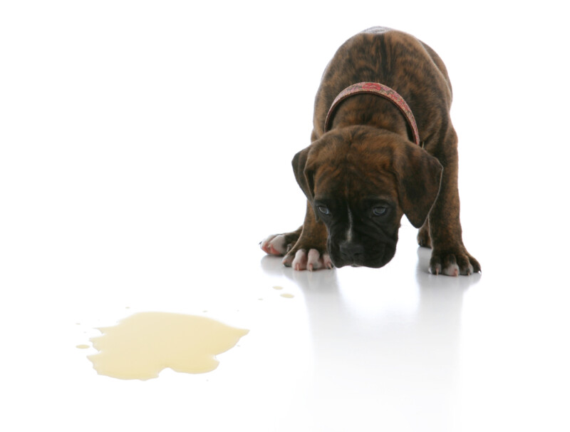 Why Does My Dog Lick Its Pee? » Petsoid