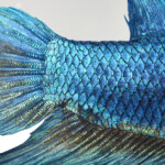 Will a Fish’s Tail and Fin Heal Grow back