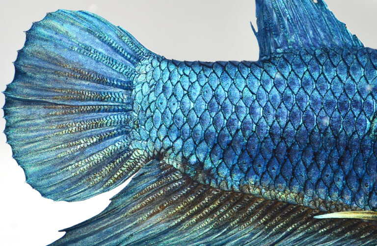 Will a Fish’s Tail and Fin Heal & Grow Back? » Petsoid