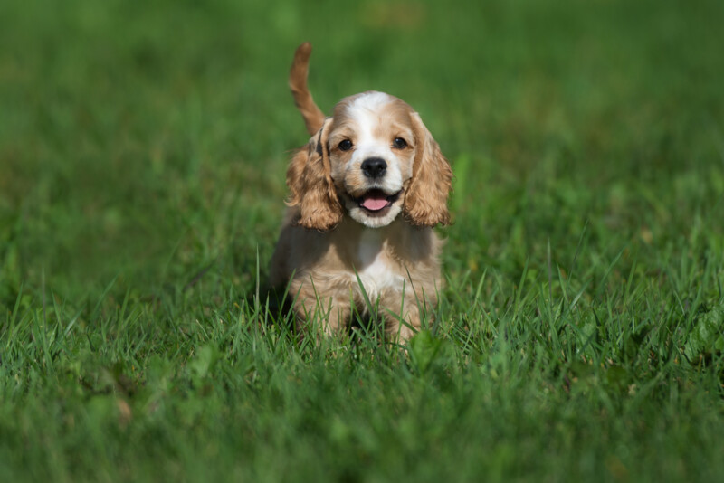 Are Cocker Spaniels Hypoallergenic? Do They Shed a Lot? » Petsoid