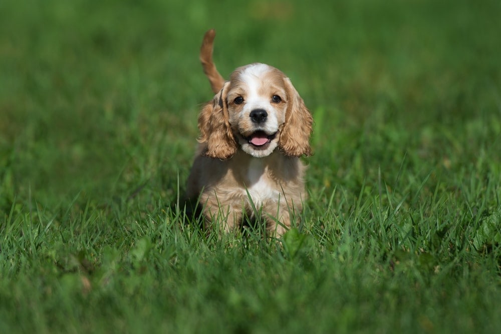 amerikanischer Spaniel Welpe