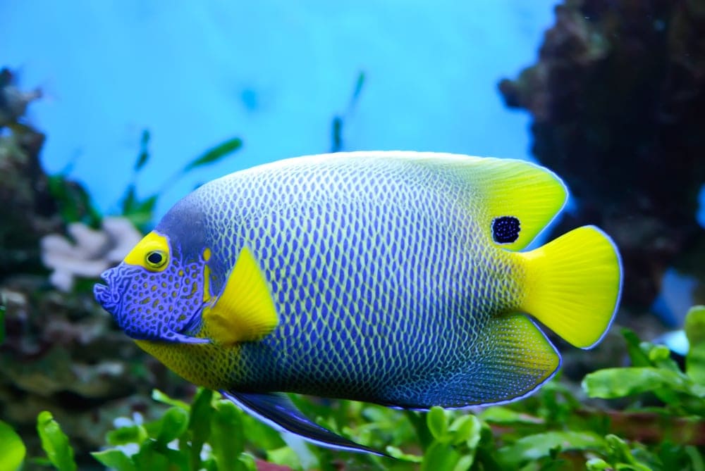 angelfish pregnant