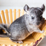 angry chinchilla