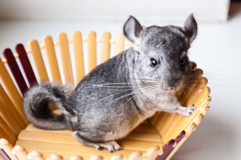 Why Are Chinchillas So Expensive? » Petsoid