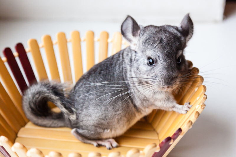 Why Are Chinchillas So Expensive? » Petsoid