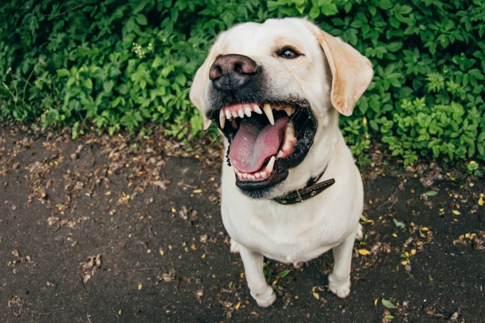 angry labrador