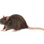 average pet rat size