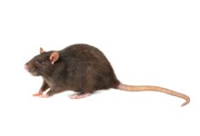 What is the Average Pet Rat Size?