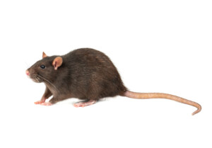 average pet rat size