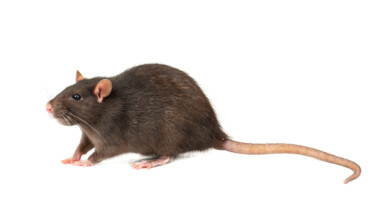 How Much Does A Pet Rat Cost To Own? - Petsoid