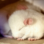 baby chicnchilla sleeping