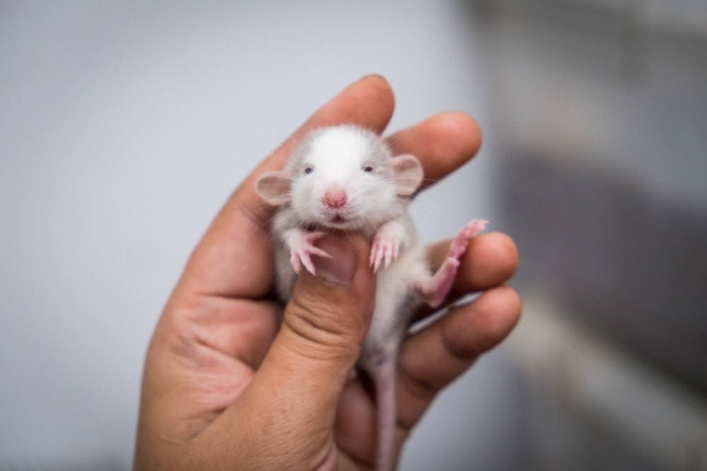 Dumbo Rat Care Guide Info Petsoid