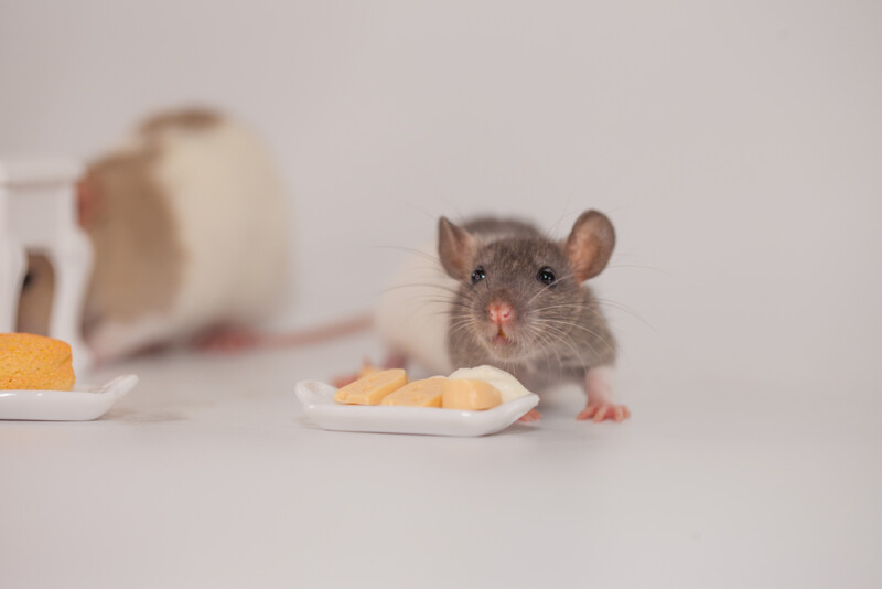 The Best Foods to Give Your Pet Rat » Petsoid