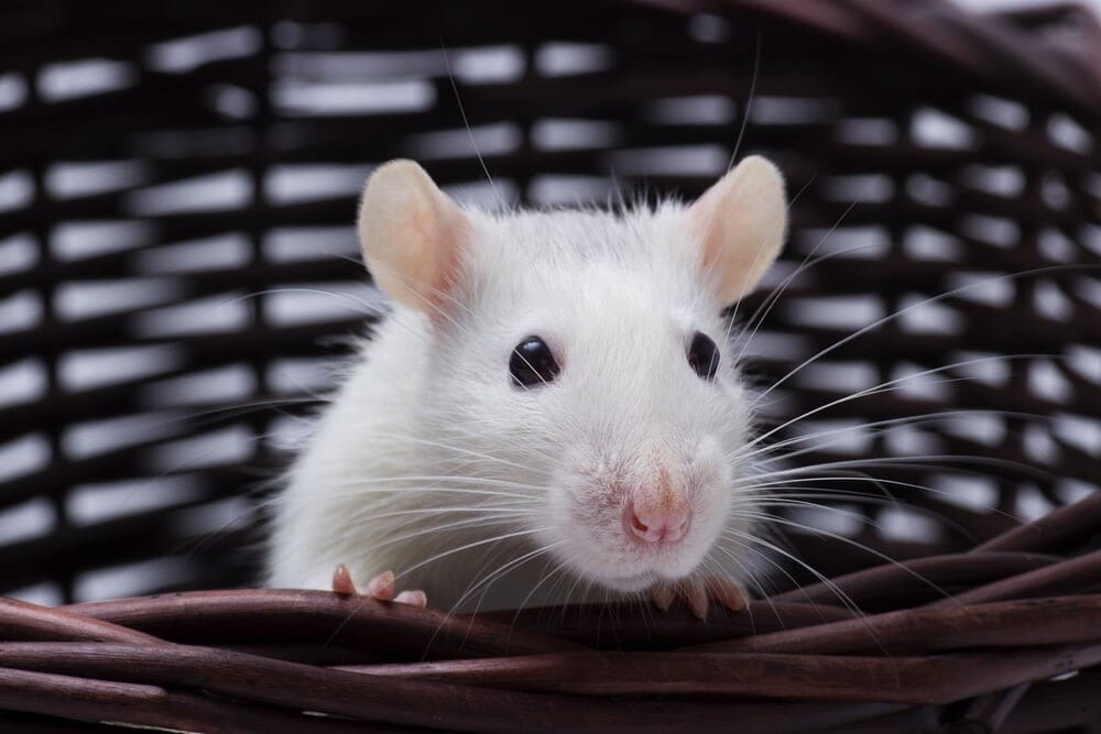 How Much Does a Pet Rat Cost? » Petsoid