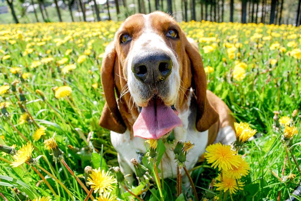 basset hound in a grass