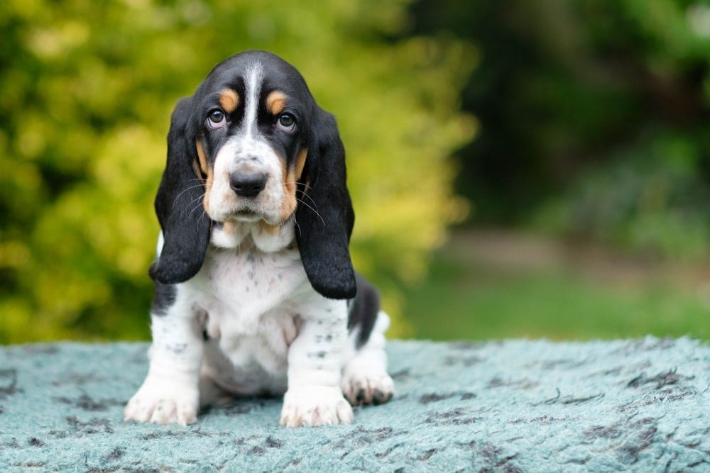 basset hound shedding a lot