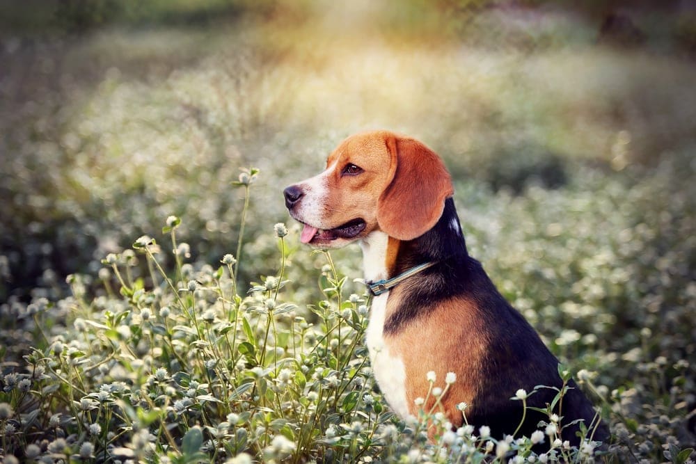 beagle in lavender