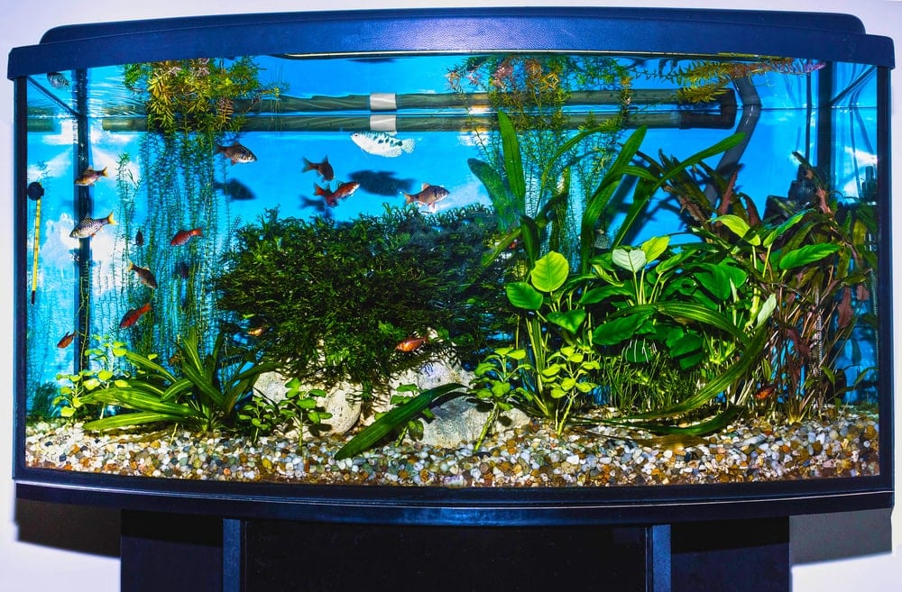 beautiful aquarium