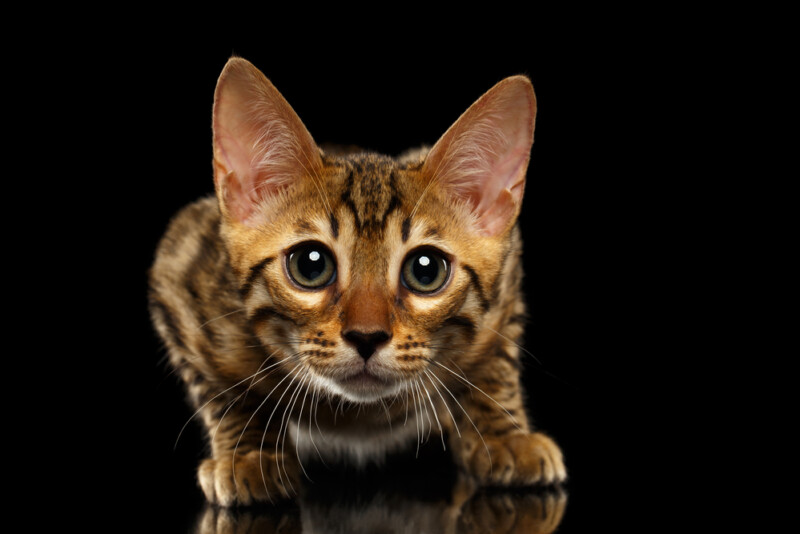 How Much do Bengal Kittens Cost? » Petsoid