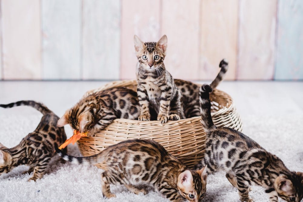 bengal kittens in a basket