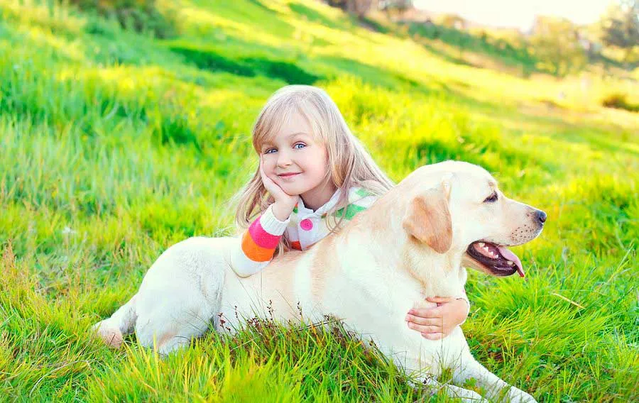 best dog breeds with kids labrador