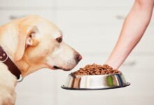 10 Best Dog Foods