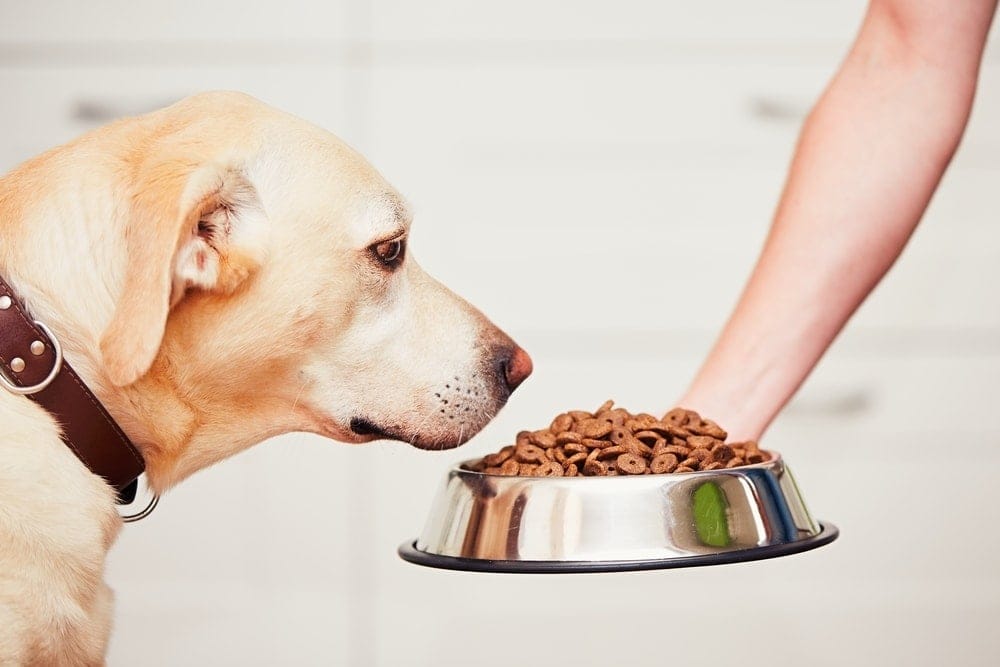 10 Best Dog Foods in 2021