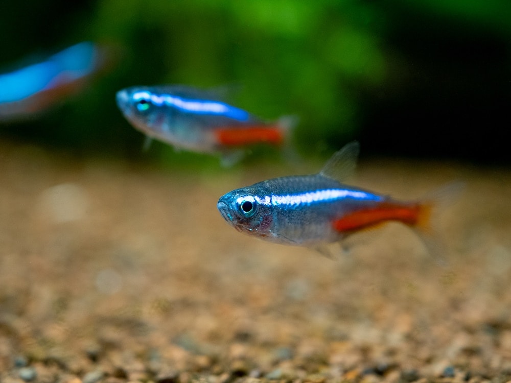 tetra fish fighting