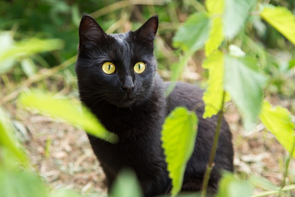 bombay cat in the garden