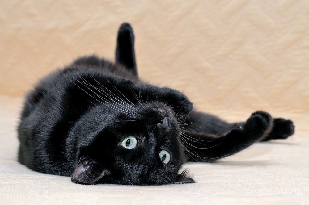 bombay cat playing