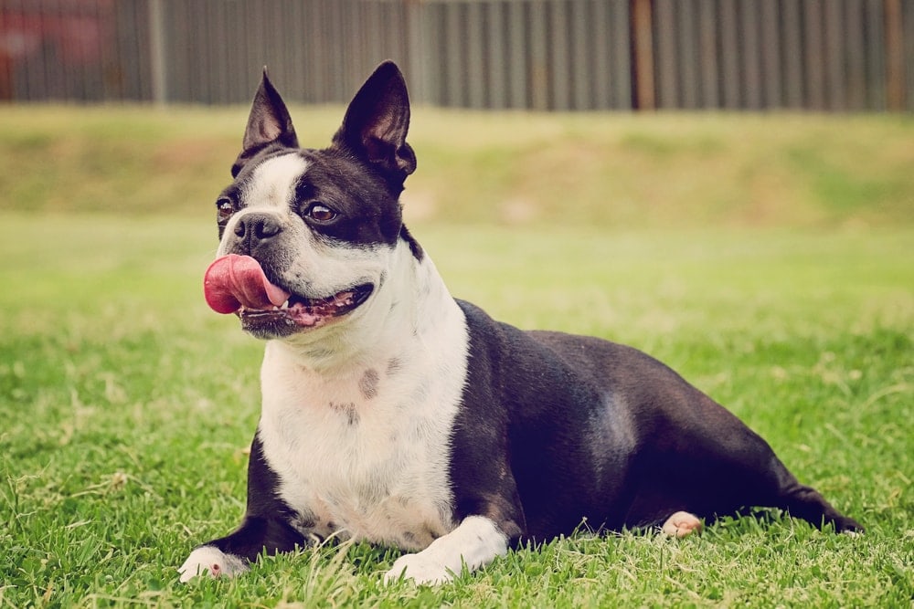 boston terrier on a grass