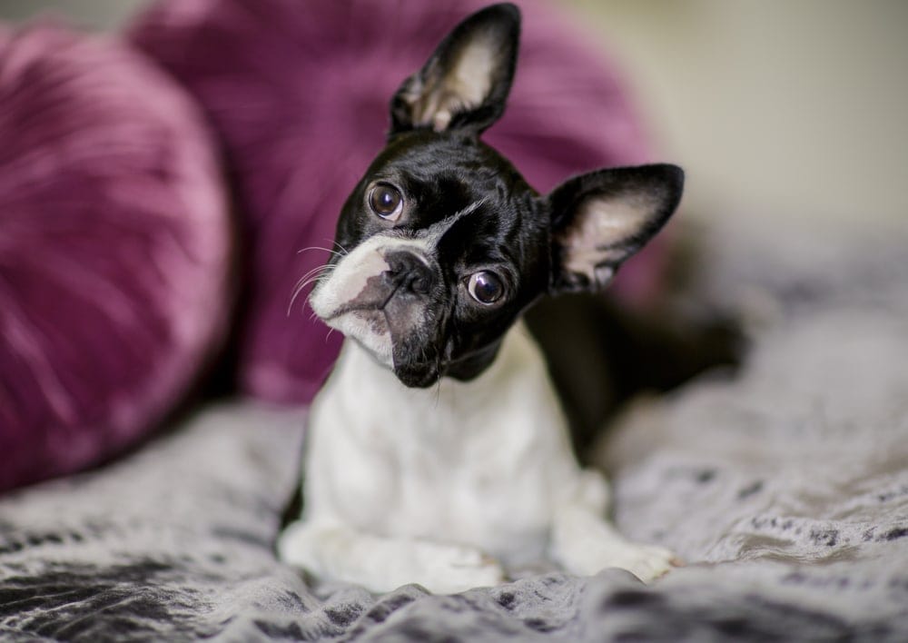 boston terrier on a sofa