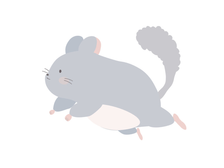 Can Chinchillas Jump & How high? » Petsoid