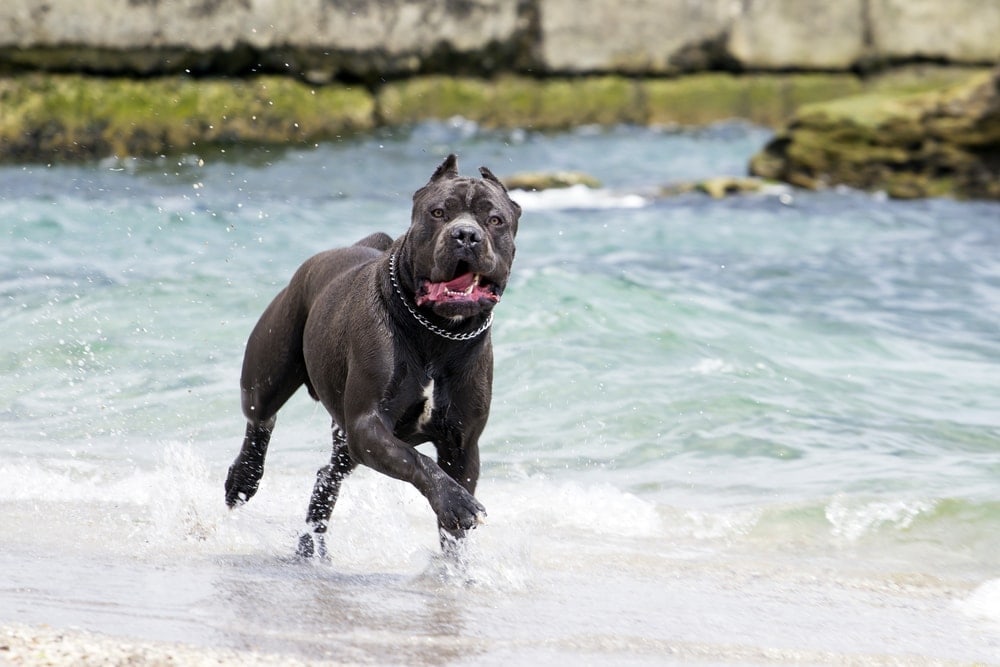 cane corso in a river