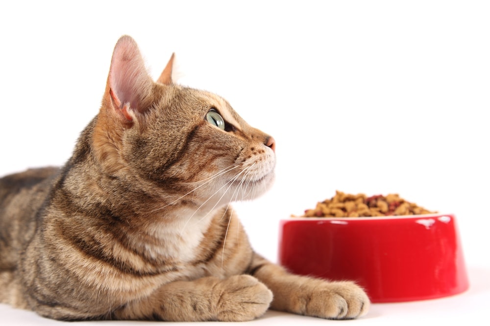 cat and food bowl