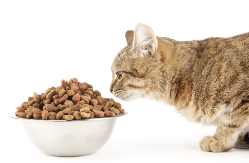 10 Best Cat Foods in 2021