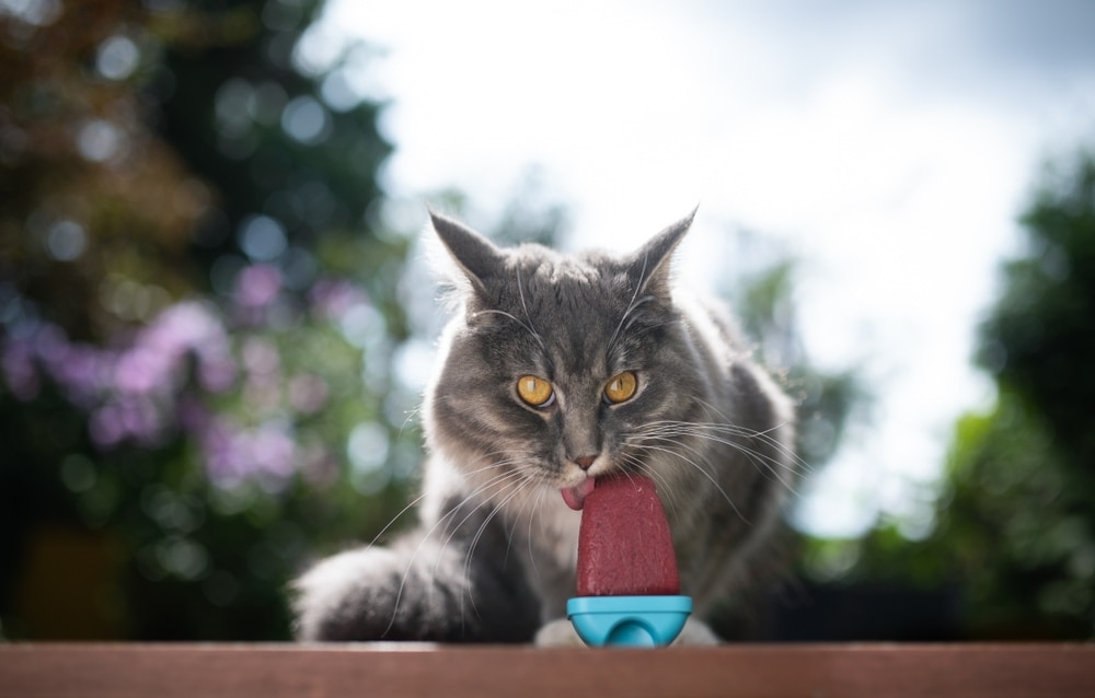 Can Cats Eat Ice Cream? » Petsoid