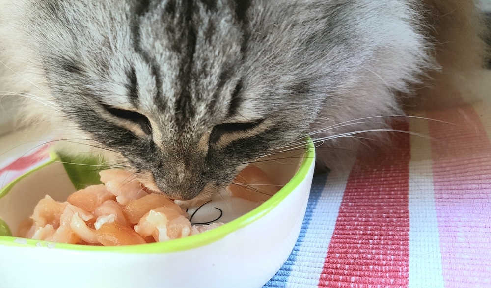 Can Cats Eat Raw Chicken? - Petsoid