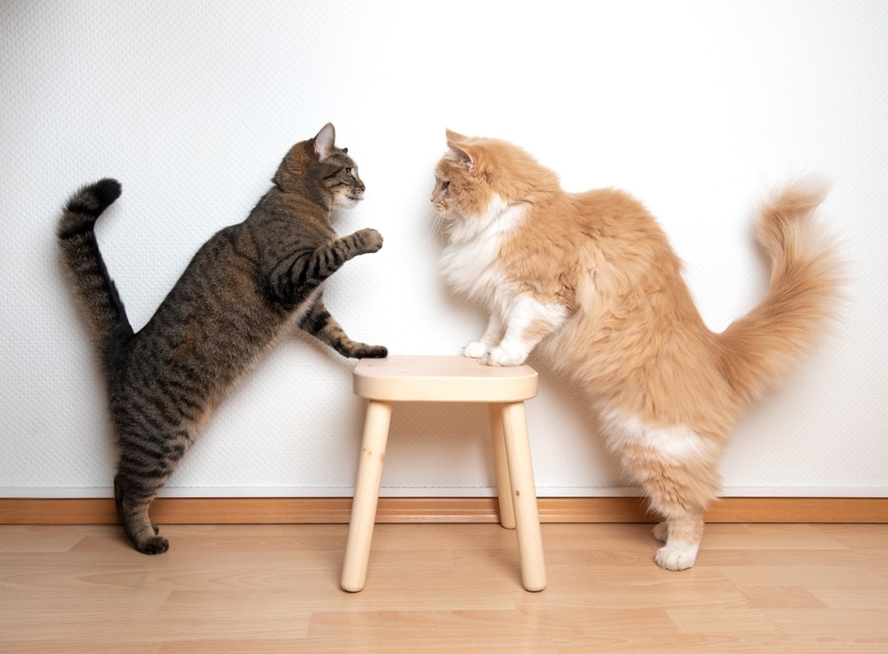 Why Do Cats Slap Each Other? » Petsoid