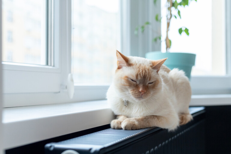 What Temperature Do Cats Like? » Petsoid