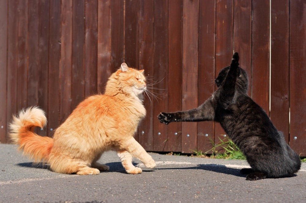 cat slapping another cat