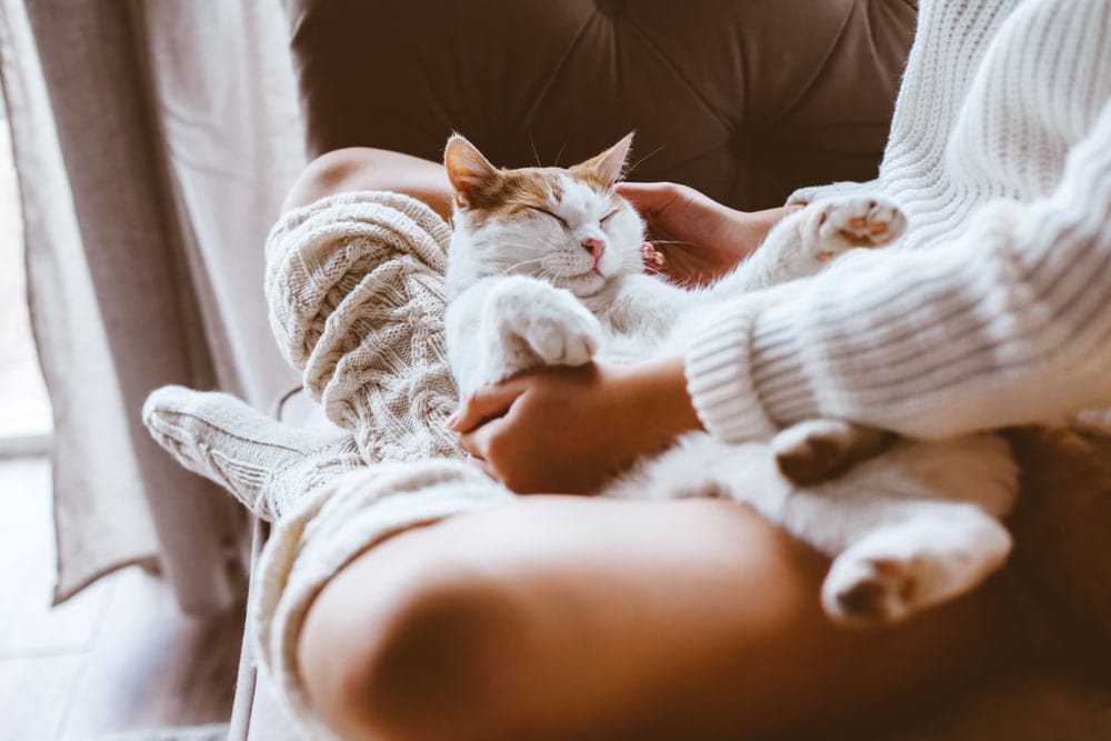 Cat Sleeping In Lap Cat Meme Stock Pictures And Photos