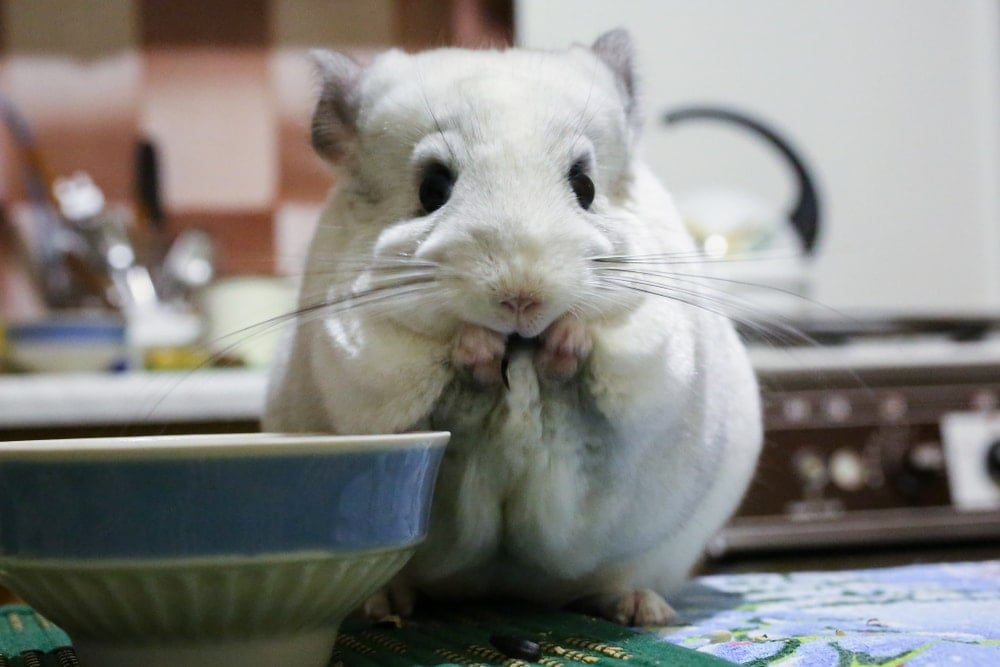 chicnchilla eating