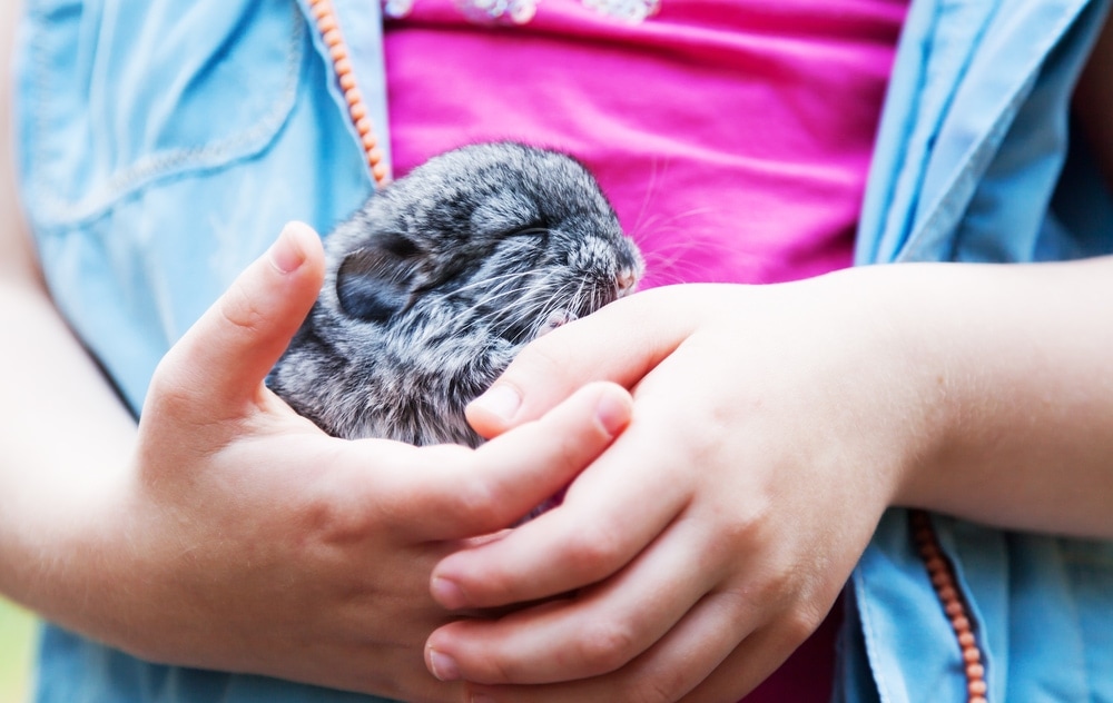 chicnchilla in hands