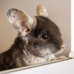 chicnchilla looking in a window