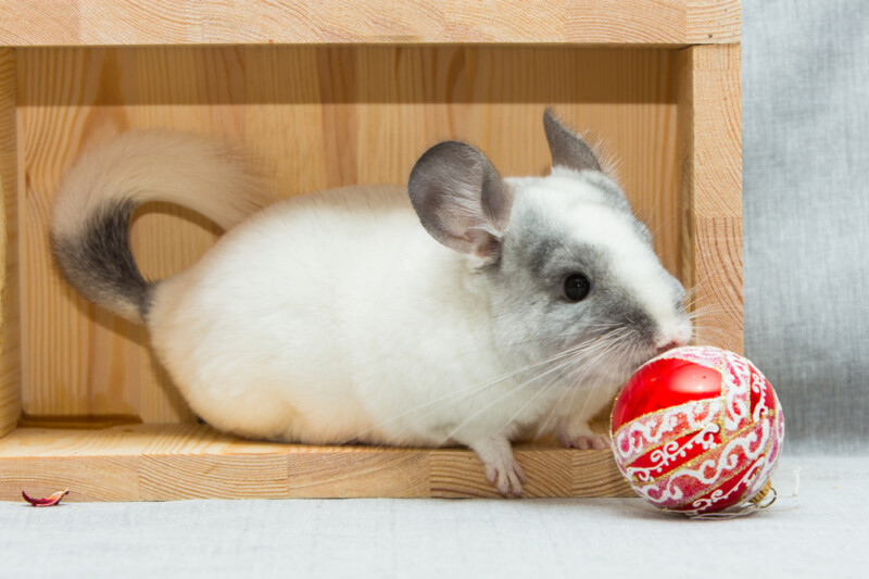 What Do Chinchillas Like to Play With? » Petsoid