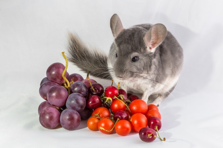 Can Chinchillas Eat Fruits? » Petsoid
