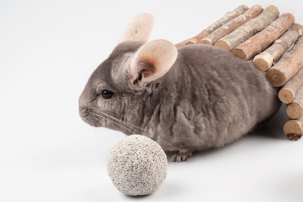 chinchilla climbing toys