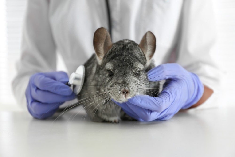 chinchilla at vet