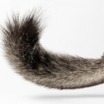 chinchilla cute tail